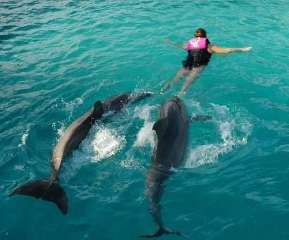 delfines